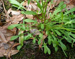 Common sheep sorrel